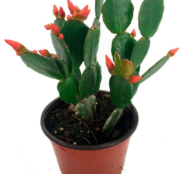 Рипсалидопсис: цветок или кактус? Уход в домашних условиях
