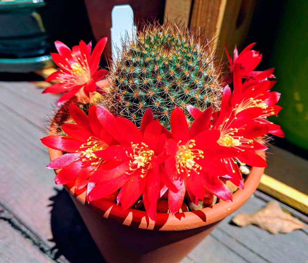 Ребуция – очаровательный цветущий кактус