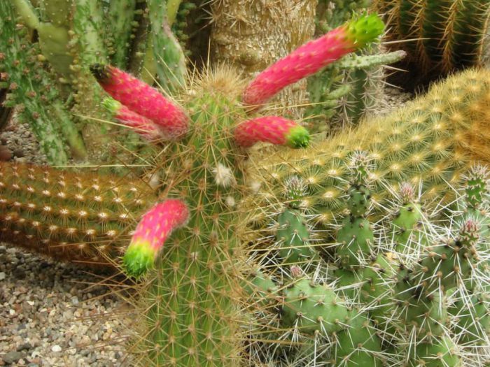 Клейстокактус изумрудноцветковый (Cleistocactus smaragdiflorus)