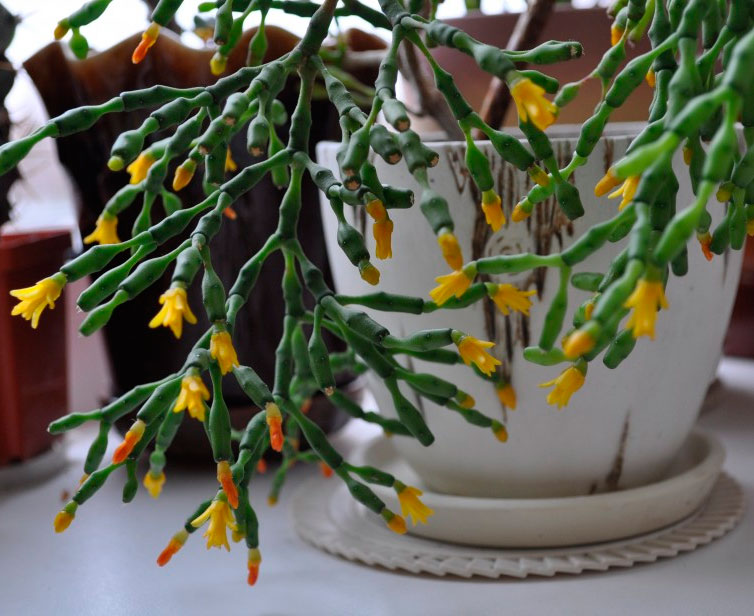 Комнатный цветок хатиора солеросовая – уход, фото и размножение
