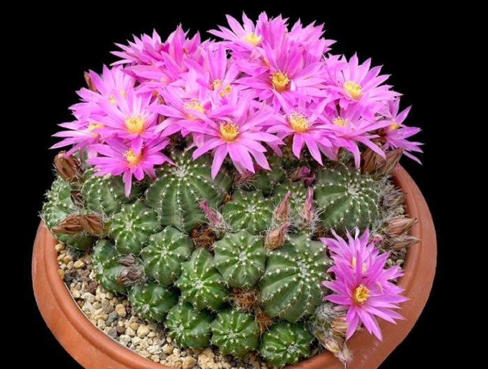 Echinocereus