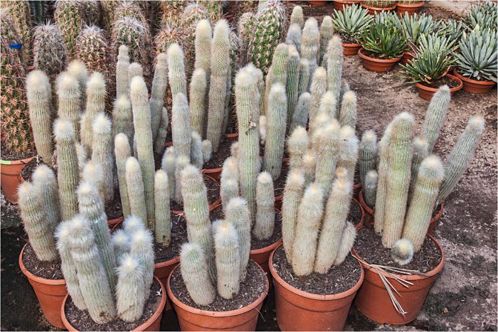 Клейстокактус Штрауса (Cleistocactus strausii)