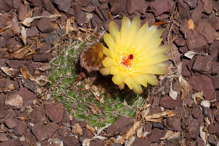 Нотокактус плитчатый или плоский (Notocactus tabularis)