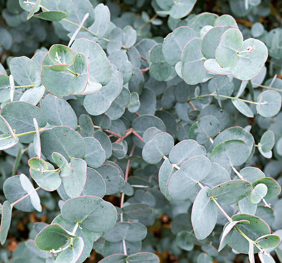 Eucalyptus citriodora - Эвкалипт лимонный - купить семена на Tropics Seeds.