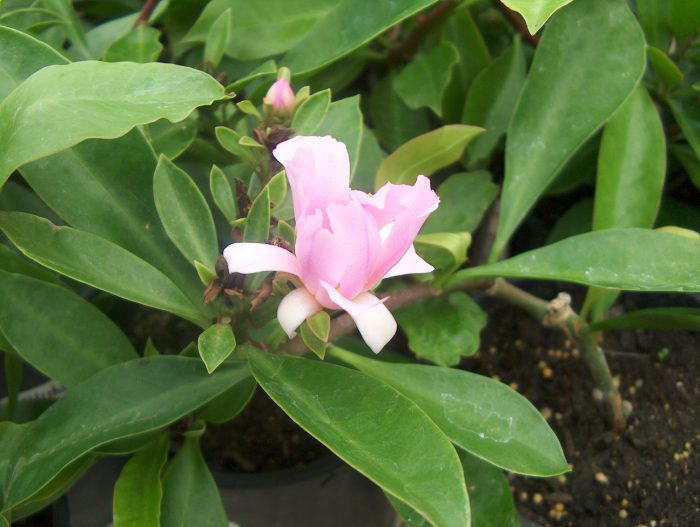 Переския большецветковая (Pereskia grandiflora)