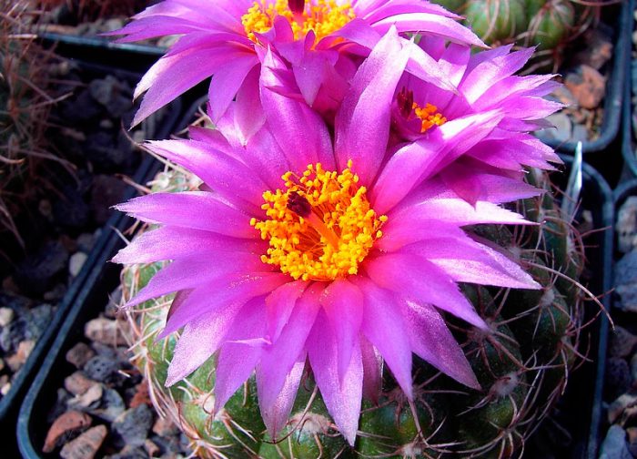 Нотокактус Юбельмана (Notocactus uebelmannianus)