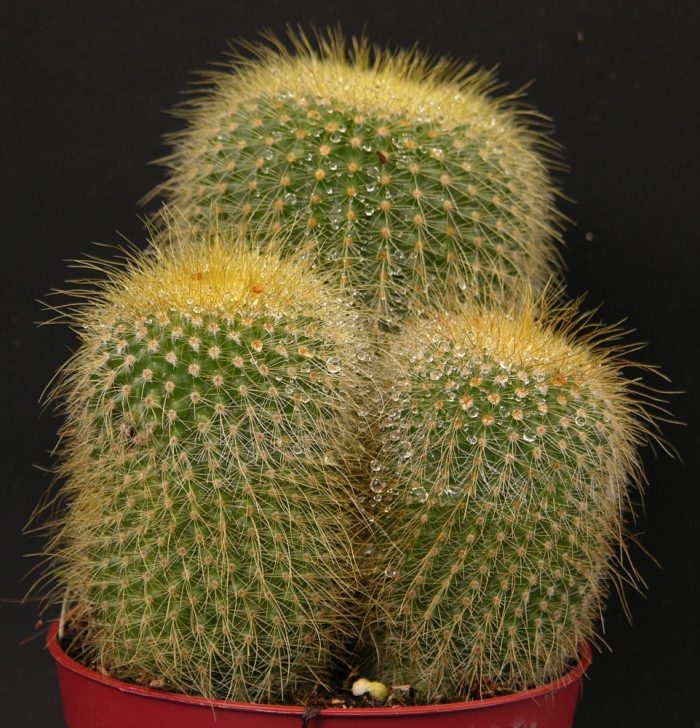 Нотокактус Ленингхауза (Notocactus leninghausii)