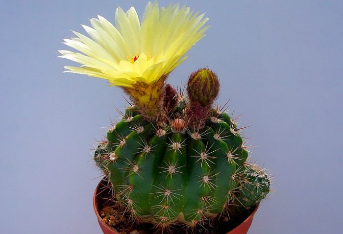 Нотокактус Оттo (Notocactus ottonis)