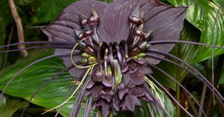 Tacca