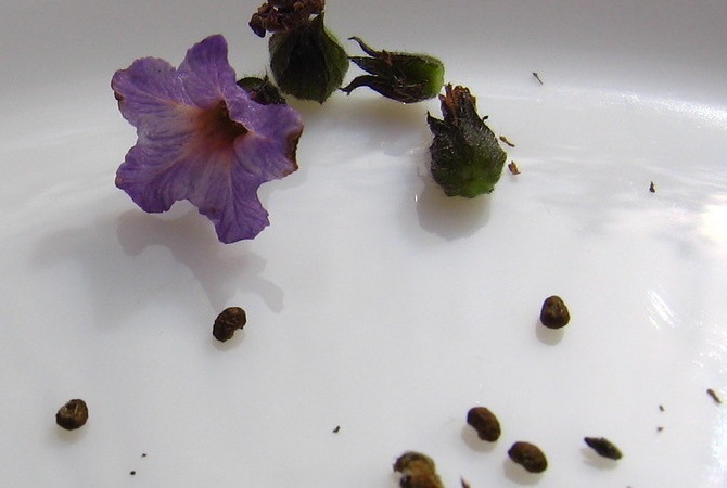 Гелиотроп цветы семена обои семена одуванчика