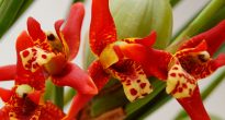 Орхидея максиллярия