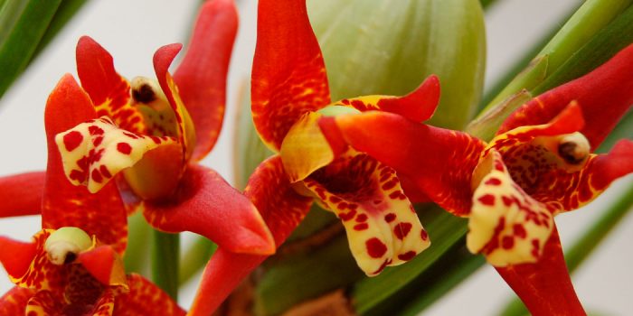 Орхидея максиллярия