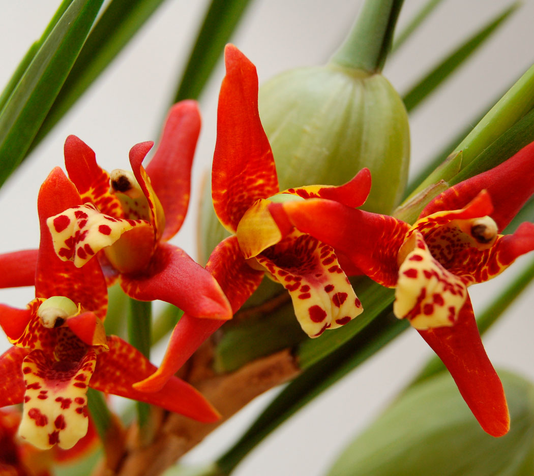 Максиллярия Орхидея