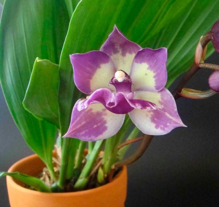Орхидея аганизия советы за уходом в домашних условиях | Growbox