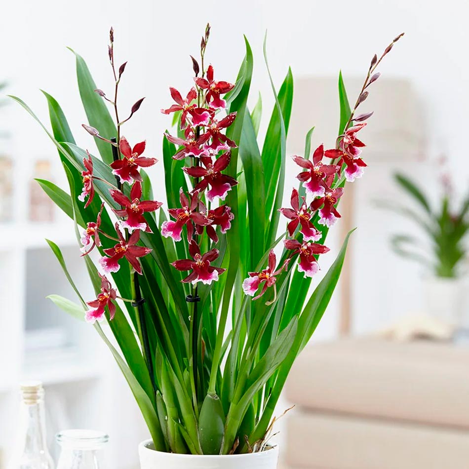 Орхидея камбрия: уход в домашних условиях, пересадка и размножение