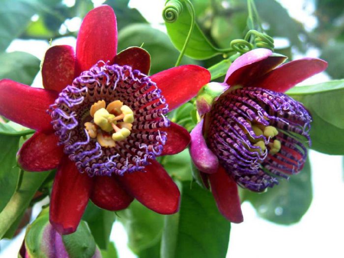 Пассифлора четырехгранная (Passiflora quadrangularis)