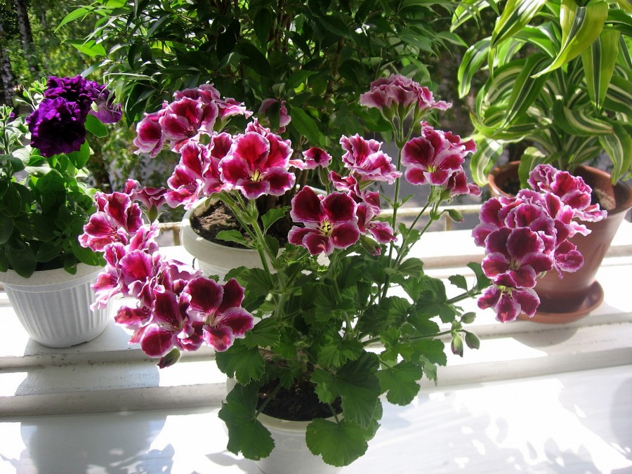 Цветок пеларгония фото уход в домашних