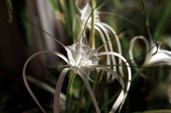 Гименокаллис кордифолия (Hymenocallis cordifolia)