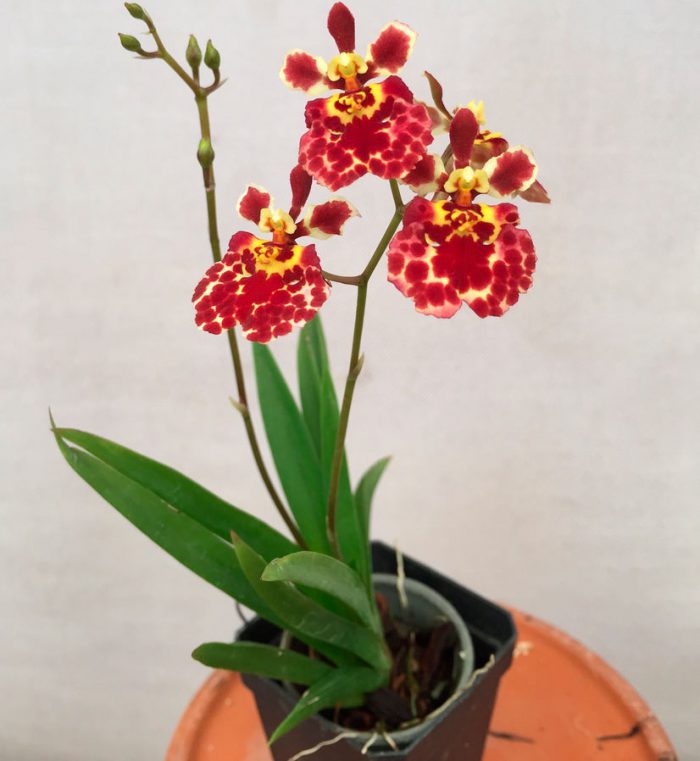 Орхидея Толумния уход в домашних условиях
