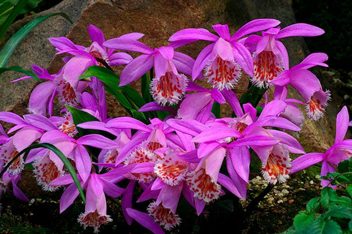 Орхидея плейоне