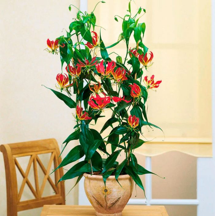 Глориоза: выращиваем великолепный цветок в домашних условиях