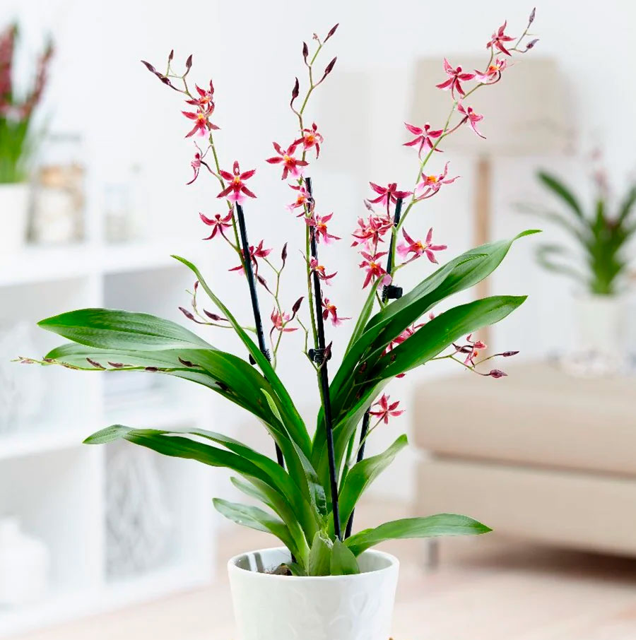 Уход за орхидеей в домашних условиях в горшке и в букете | Блог Семицветик