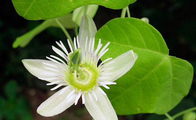 Пассифлора грациевидная (Passiflora gracilis)