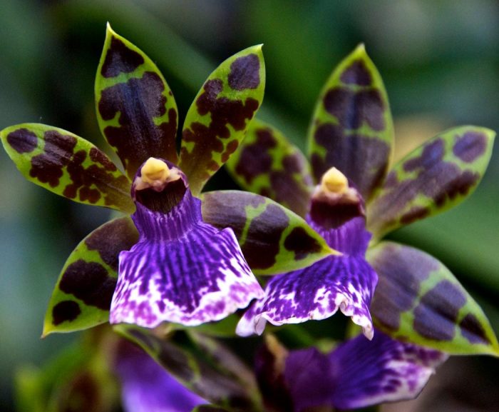  Орхидея зигопеталум