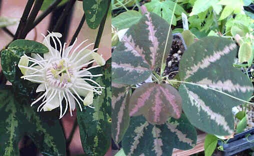 Пассифлора трехполосая (Passiflora trifasciata)