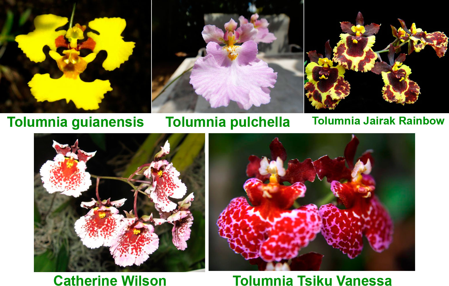 Орхидея толумния: уход в домашних условиях, пересадки и размножение
