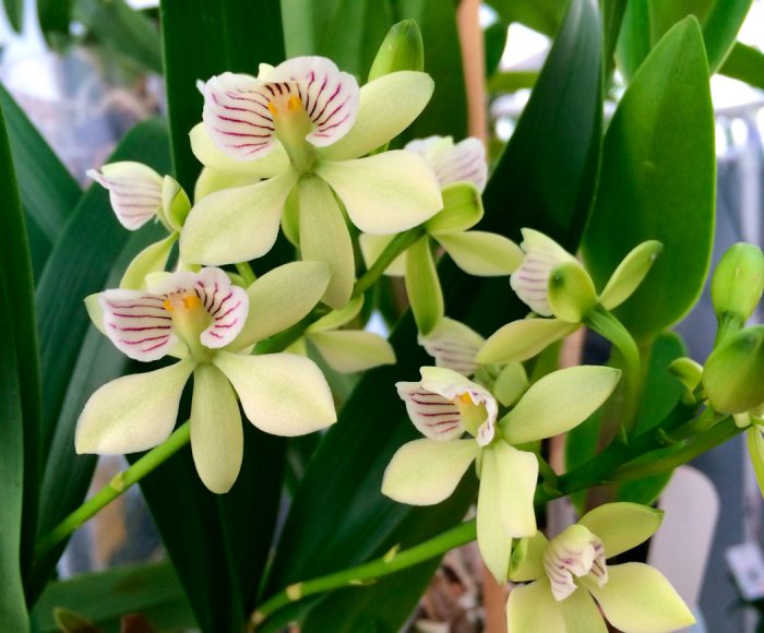 Орхидея энциклия