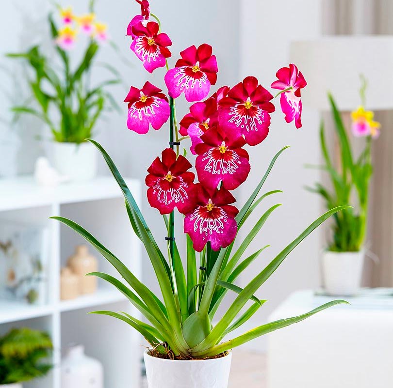 Выращивание орхидеи Камбрия