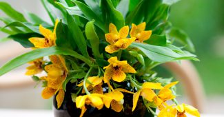 Уход за орхидеей променея в домашних условиях