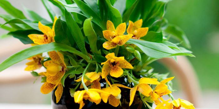 Уход за орхидеей променея в домашних условиях
