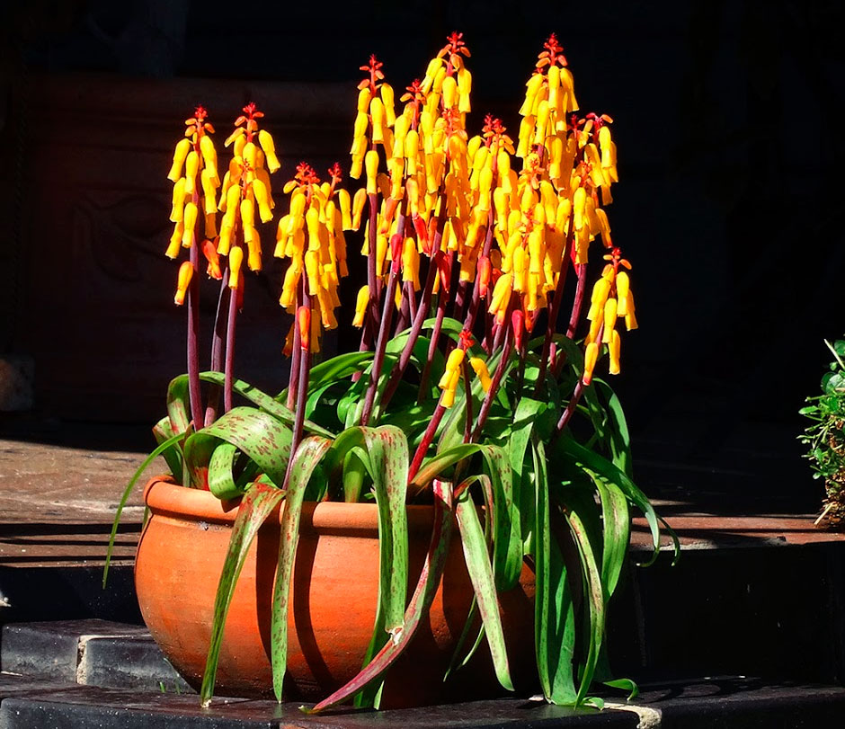 Лашеналия: описание цветка, фото, особенности выращивания - полезная информация для цветоводов