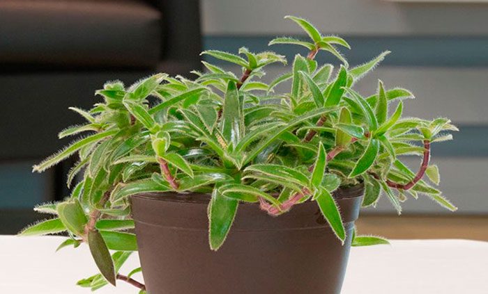 Цианотис — выращиваем растение из тропиков, правила ухода