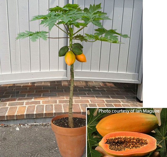 Как выращивать папайю в домашних условиях?