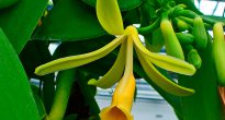 Орхидея ваниль (Ванильная орхидея)