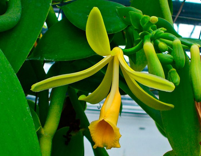 Орхидея ваниль (Ванильная орхидея)
