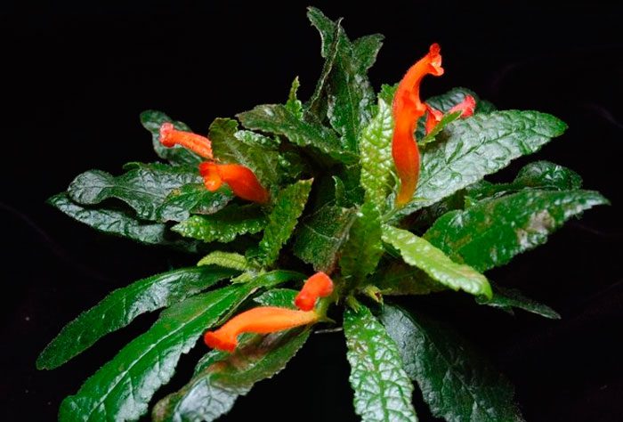 Геснерия ливанская (Gesneria libanensis)