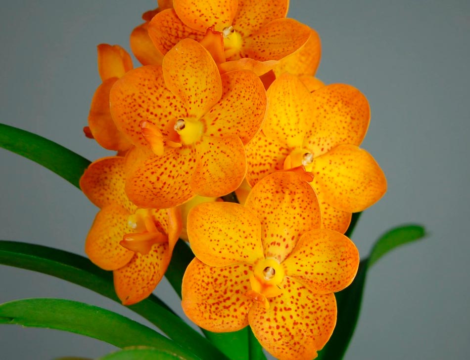 Орхидея аскоценда
