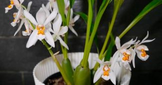 Орхидея целогина