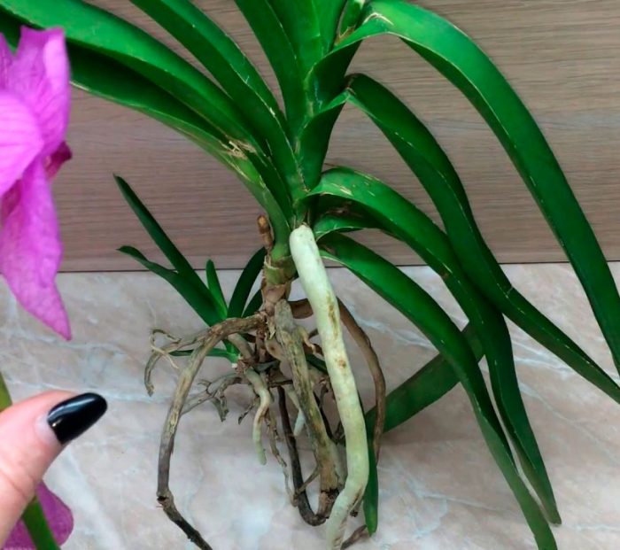 Орхидея ванда - фото и описание тропической красавицы