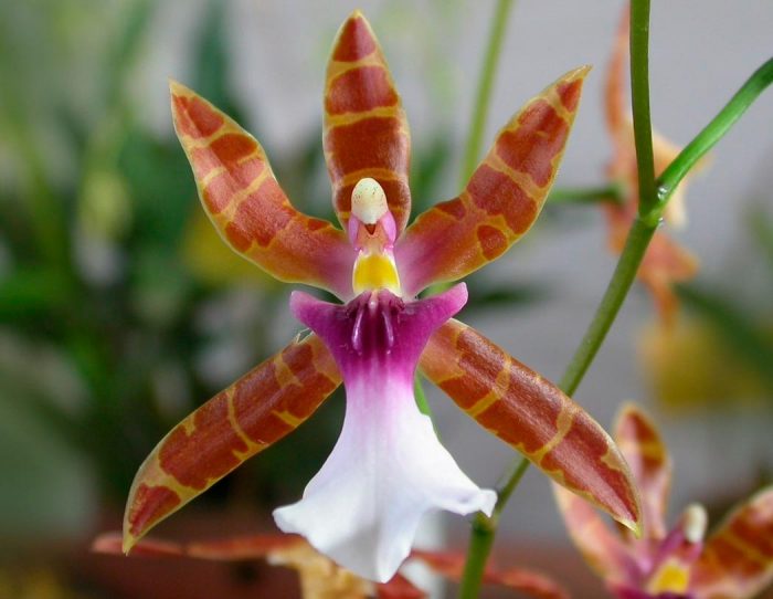 Орхидея Мильтония Клоуса