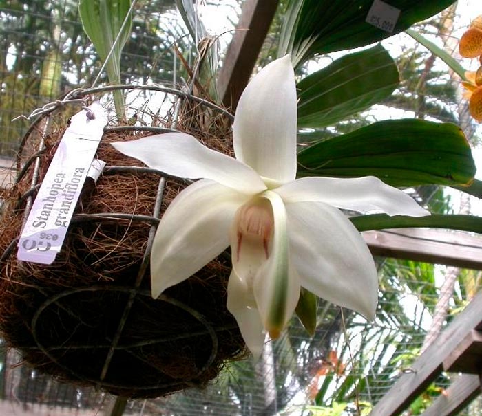 Орхидея стангопея