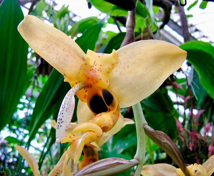 Орхидея стангопея — редкая и очень эффектная