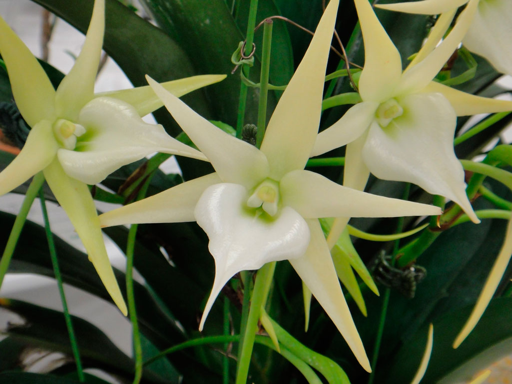 Орхидея ангрекум