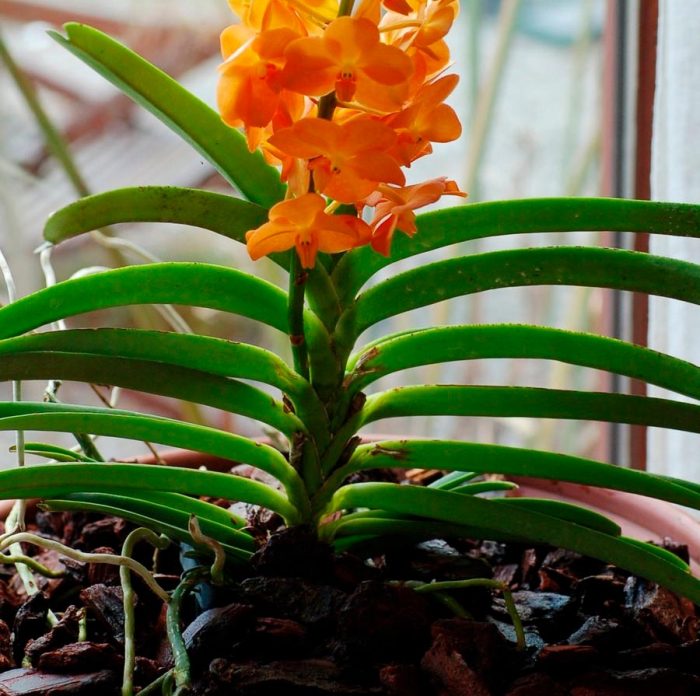 Орхидея аскоценда — гибрид Аскоцентрума и Ванды