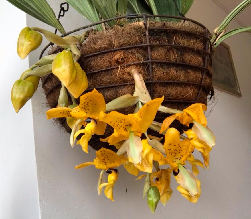 Орхидея стангопея