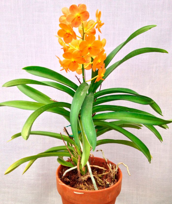 Уход за орхидеей аскоценда в домашних условиях